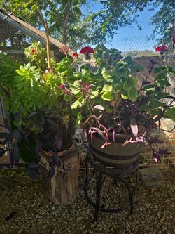 Plants