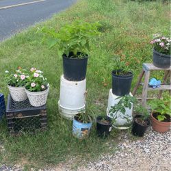 Plants Sale Today Only