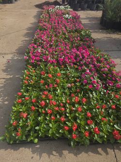 Plantas de teresitas for sale