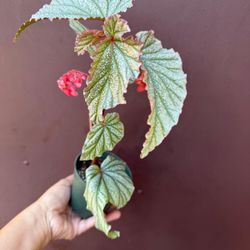 4” begonia don miller 