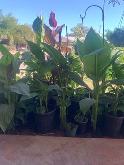 So many different plants available for sale