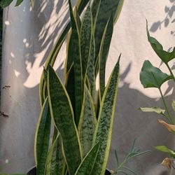 Plants., Snake Plant ., Plantas Orejas De Burro