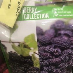 1ft Blackberry Seedling Plant Fully Rooted