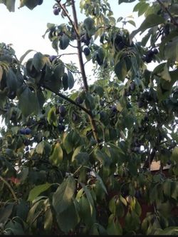 Plum