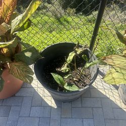 Croton Green Iceton Plant 