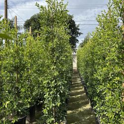 Ficus Nitida Indian Laurel Privacy Hedge 