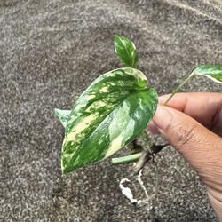 Variegated Epi Albo 5 Leaves With Roots (small plant)