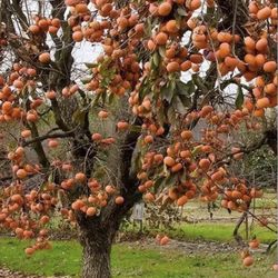 Fuyu Persimmon Trees 🌳🧡