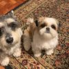 Bubble&Borice 