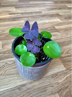 Pilea + Purple Shamrock