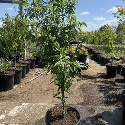 Peach Tree