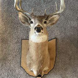 Ohio Deer Wall Mount