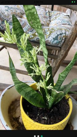 Snake plants that will bloom