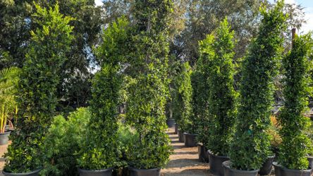 Ficus