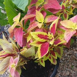 Lots Of Plants $ 5 To $10  