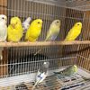 Aves LB