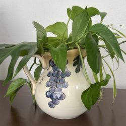 Pot With Plants