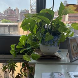 Pothos Plant With Gorgeous Pot
