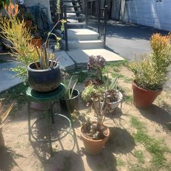 Sunday April 12 big yard plant  sale open all day