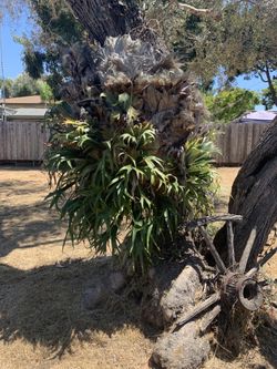 Giant stag horn plant
