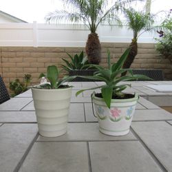 Set Of Beige & Beige Flower Print Garden Pots With Succulents 