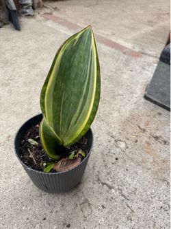 Variegated whale fin