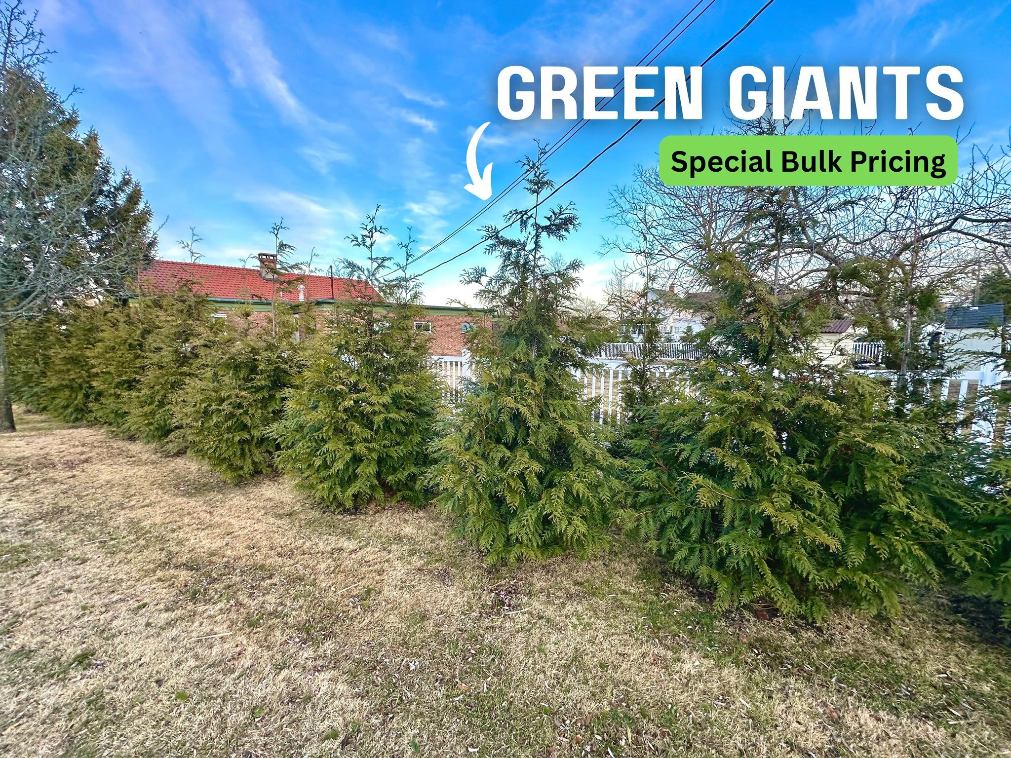 🌲 🌀 Green Giant & Emerald Green Privacy Trees