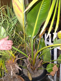 2 Giant birds of paradise