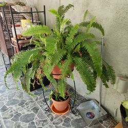 Hermosa Planta