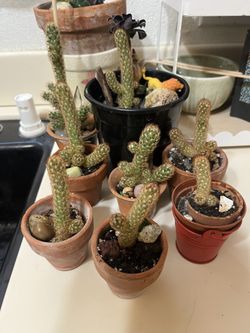 Mammillaria Elongata Gold Lace Lady finger  Pot Not Included 