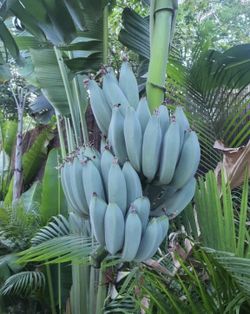 Blue Java Banana Tress