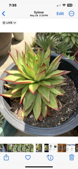 Succulents & Succulents 