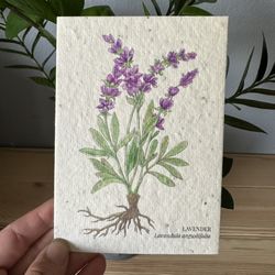 Lavender Greeting Card. Plantable Seed Card | Wildflower & Herb Eco-Friendly Greeting Card | Recycled Paper Gift for Garden Lovers