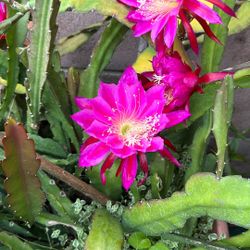 Cactus Orquídea 