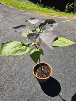 Catalpa tree start beautiful, large fast growing orchid like flowers