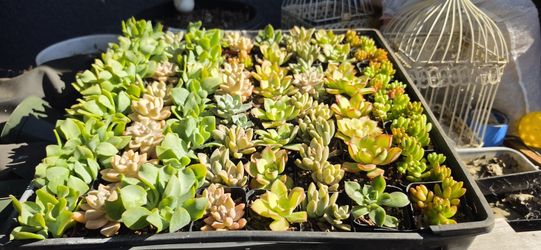 Succulent Favors