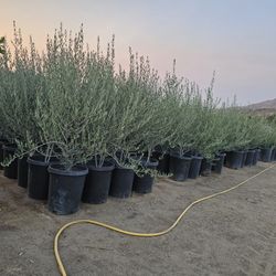 Olives Trees> Wilsonii. Fruit Less