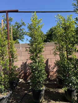 Ficus Nitida Indian Laurel hedge