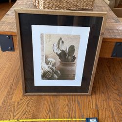 Cactus Picture