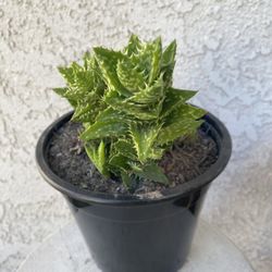 1.5 Gallon Pot Succulent Aloe Plant - Aloe Juvena Tiger Tooth - Rooted & Established - Drought Resistant - 🪴