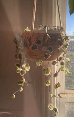 Ceramic Hanging Planter
