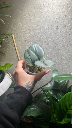 Scindapsus Silver