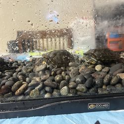 Turtles with tank, pump and lights