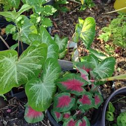 Caladium Bicolors Plant - Red and White 