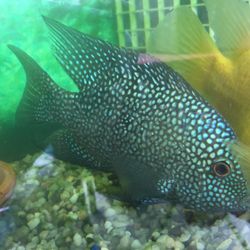 Aquarium Fish Tank Decor 