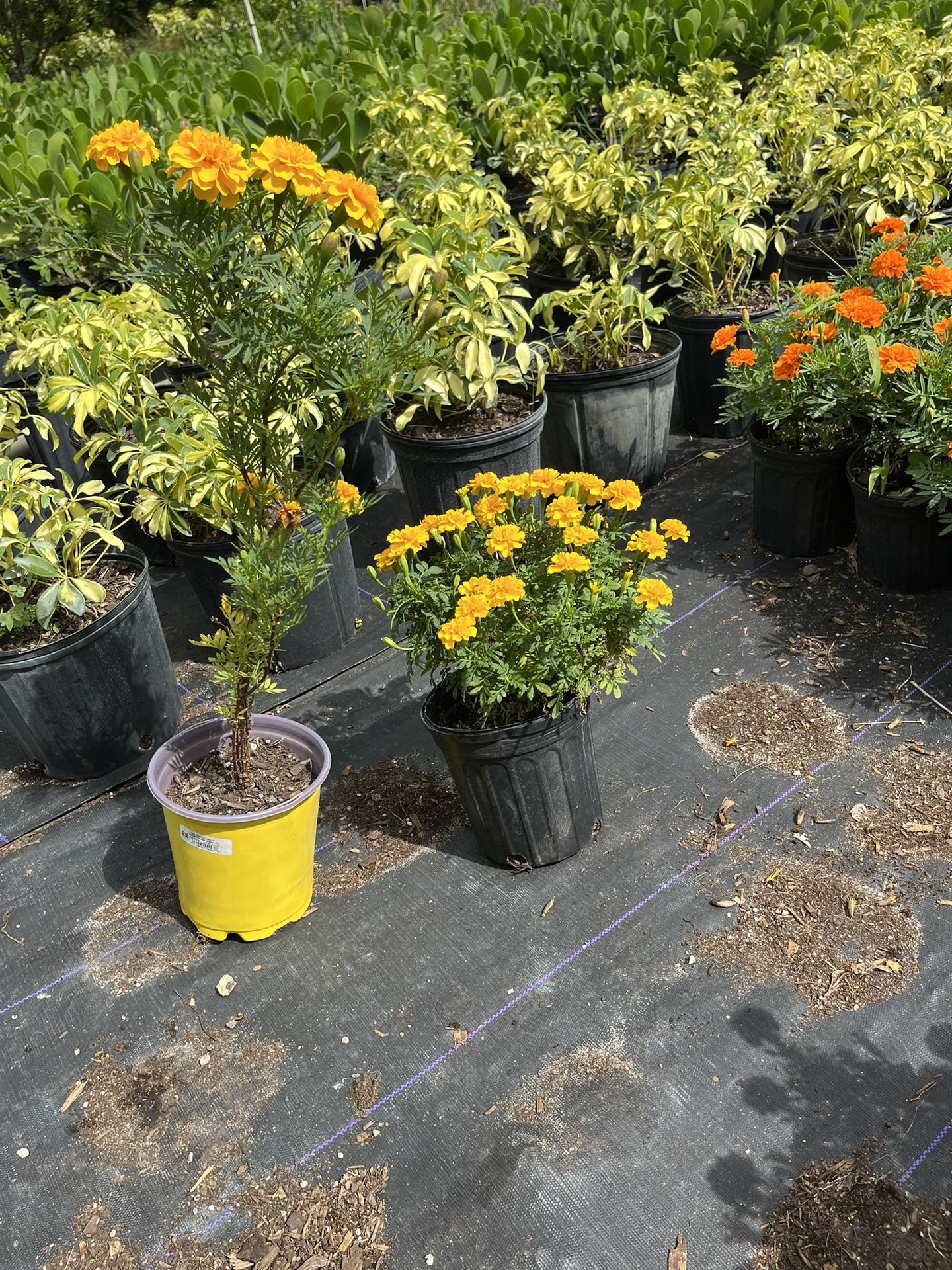 Marigold Plant