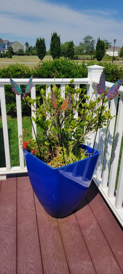 Large gardenia plant