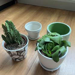 house plants + pots