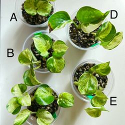 Manjula Pothos