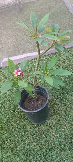 2½ Potted Pink Plumeria / Hawaiian Plant